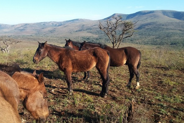 The Remarkable Value of Horses to Reduce Rhino Poaching