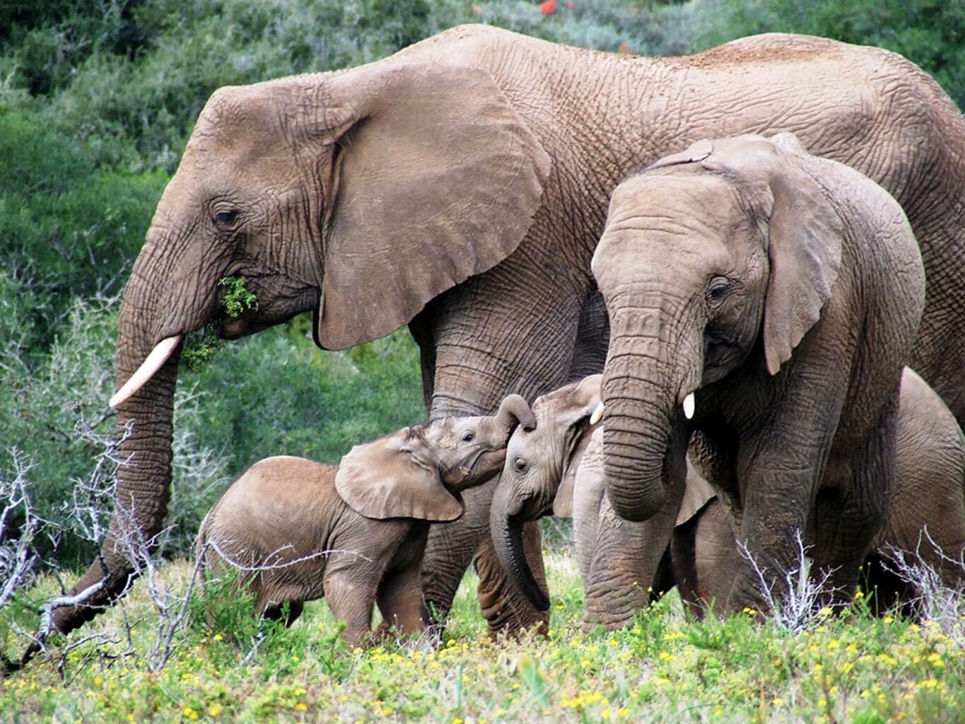 Elephants in nature