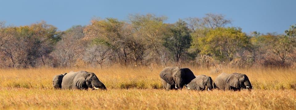 Elephants on savannah