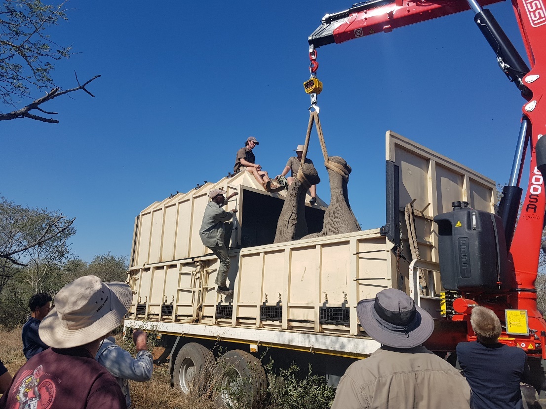 Loading a sedated elephant onto a truck for transport