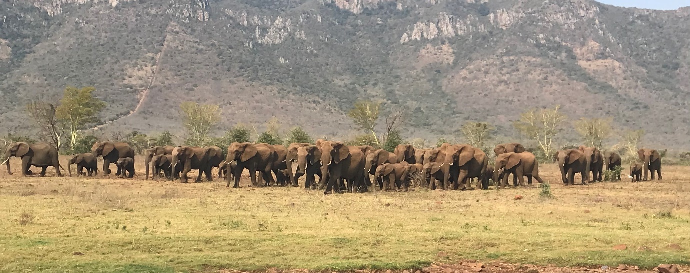 A large herd of elephants